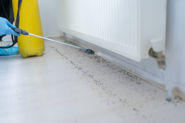 Best Spider Control Near Me  in Hazleton, PA